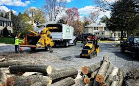 Professional Tree Services in Dahlgren, VA