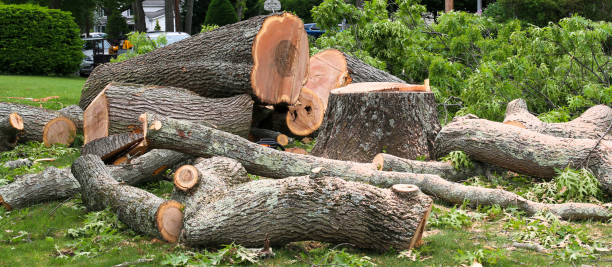 Best Tree Risk Assessment  in Dahlgren, VA