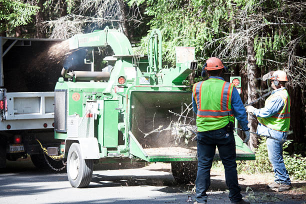 How Our Tree Care Process Works  in  Dahlgren, VA